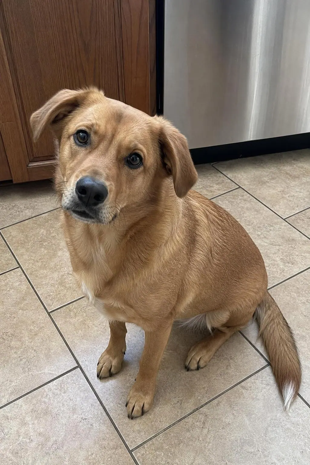 Sample photo of a dog